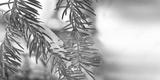 preview bw