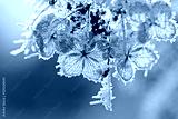 preview cold