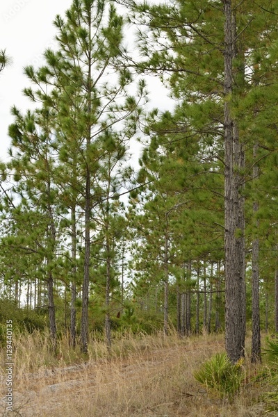 image to crop