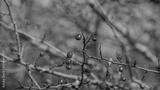 preview bw