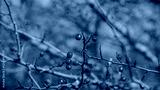 preview cold