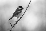 preview bw