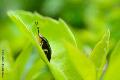 image to crop