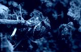 preview cold