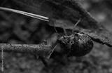 preview bw