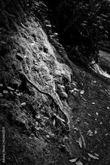 preview bw