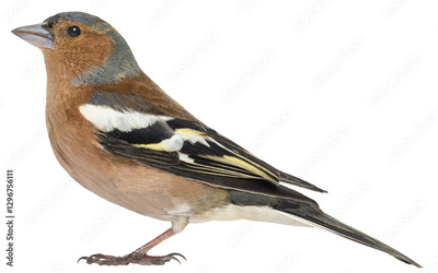 image to crop