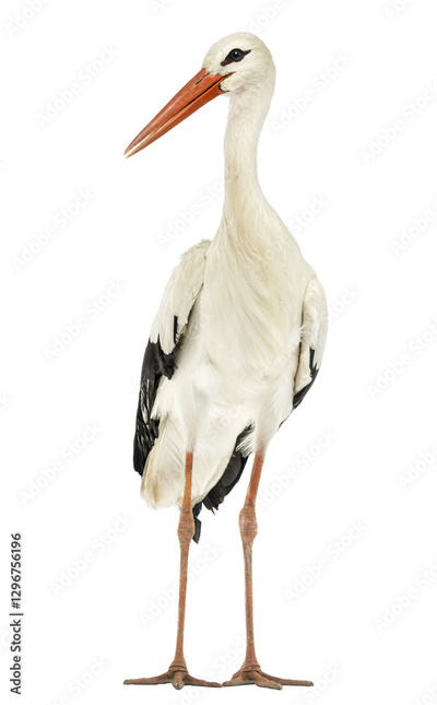 image to crop