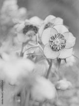 preview bw