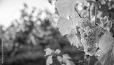 preview bw