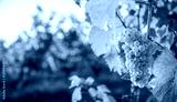 preview cold