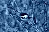 preview cold