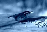 preview cold