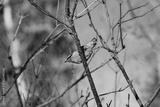 preview bw