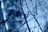 preview cold