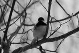 preview bw