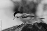 preview bw