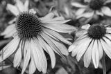 preview bw