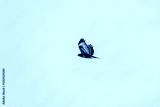 preview cold