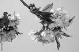 preview bw