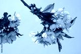 preview cold