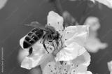 preview bw