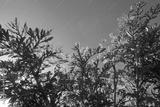 preview bw