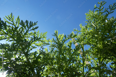 image to crop