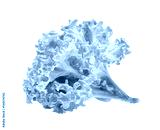 preview cold