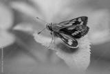 preview bw