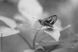 preview bw