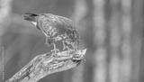 preview bw