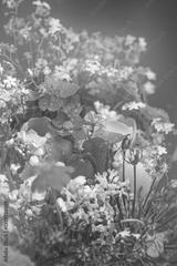 preview bw