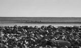 preview bw