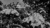 preview bw