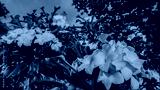 preview cold