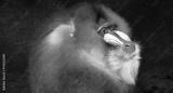 preview bw