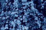 preview cold