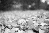 preview bw