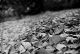 preview bw