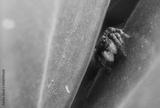 preview bw