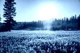 preview cold