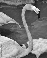 preview bw
