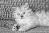 preview bw