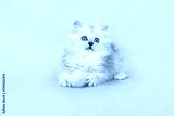 preview cold