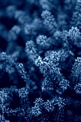 preview cold