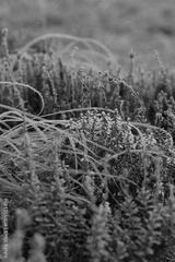 preview bw