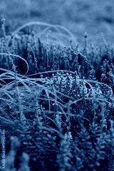 preview cold