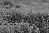 preview bw