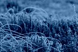 preview cold